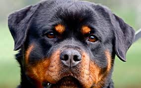 Rotweiler.nl 1.000 x exact-rotweiler-jpg