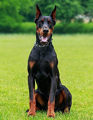 Hondenras - Domeinnaam-dobermann-jpg