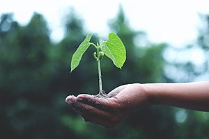 Sterke en krachtige commerciele naam: Wijzijnduurzaam.nl-person-holding-green-plant-1072824-jpg