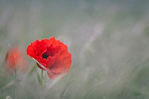Papavers.nl EMD 9.900 x op gezocht-pexels-craig-dennis-106682-jpg