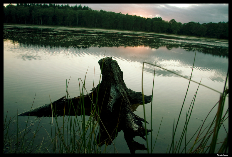 Amateur fotograaf en photoshopper zoekt zo snel mogelijk nieuwe opdrachten!.-tree-water-border-jpg